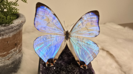 Set Fantasy "Galaxy Amethist & Sulkowskyi"