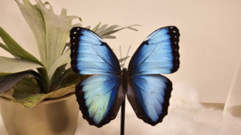 Vlinder Morpho Peleides Carillensis