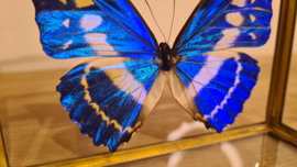 Vlinder Morpho Cypris