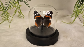 Vlinder Vanessa Atalanta