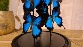 Set vlinders "Giant Papilio blue"