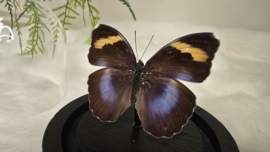 Vlinder Euphaedra Medon ssp