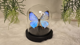Vlinder Morpho Sulkowskyi