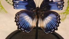 Vlinder Hypolimnas Salmacis