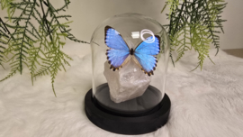 Set Fantasy "Angel Aura Rozenkwarts & Portis"