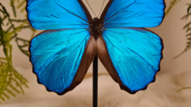 Vlinder Morpho Menelaus