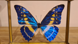 Vlinder Morpho Cypris