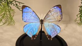 Vlinder Morpho Sulkowskyi