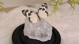 Set Fantasy "Bergkristal & Chalcosia"