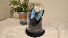 Set Fantasy "Galaxy Amethist & Peleides"