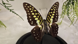 Vlinder Graphium Macfarlanei ssp