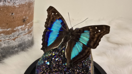 Set Fantasy "Titanium Aura & Doxocopa"