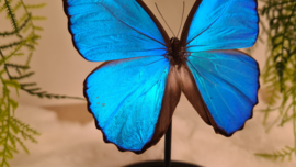 Vlinder Morpho Menelaus