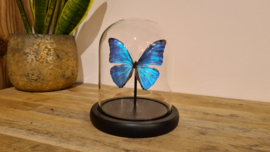 Vlinder Morpho Adonis