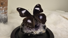 Set Fantasy "Amethist & Bolina"