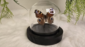 Vlinder Aglais Io- Dagpauwoog