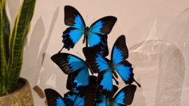 Set vlinders "Giant Papilio blue"
