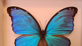 Vlinder Morpho Didius