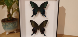 Set vlinders Papilio Dehaani