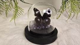 Set Fantasy "Amethist & Bolina"