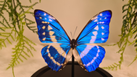 Vlinder Morpho Cypris