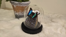 Set Fantasy "Titanium Aura & Doxocopa"