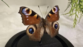 Vlinder Aglais Io- Dagpauwoog