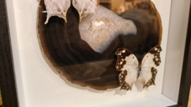 Set Fantasy "Agate Slice & Salamis"
