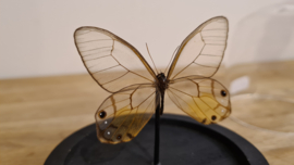 Vlinder Haetera Piera
