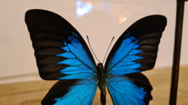 Vlinder Papilio Ulysses