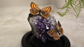 Set Fantasy "Amethist & Lycaena's "