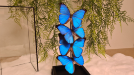 Set vlinders "Menelaus Display"