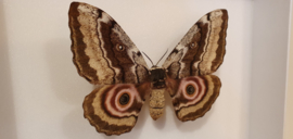 Set vlinders/ motten Gynanisa Maja