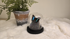 Set Fantasy "Titanium Aura & Doxocopa"