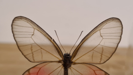 Vlinder Cithaerias Merolina
