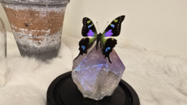 Set Fantasy "Angel Aura Amethist & Weiskei"