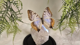 Set Fantasy "Angel Aura Rozenkwarts & Sulkowkyi Female"
