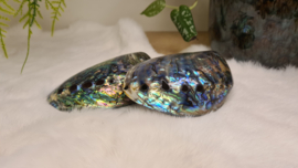 Abalone schelp gepolijst