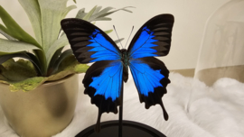 Vlinder Papilio Ulysses