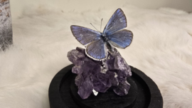 Set Fantasy "Amethist & Amandus"