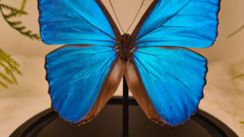 Vlinder Morpho Menelaus