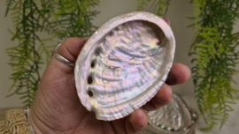 Abalone schelp M (100mm)