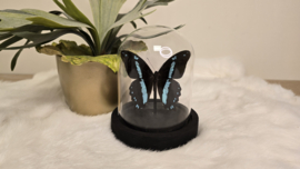 Vlinder Papilio Nireus