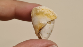 Fossiele Quartz Schelp Medium No. 9