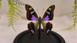 Vlinder Graphium Weiskei