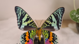 Vlinder Urania Ripheus "achterkant"
