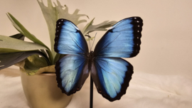 Vlinder Morpho Peleides Carillensis