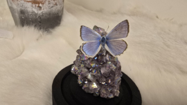 Set Fantasy "Angel Aura Amethist & Daphnis"