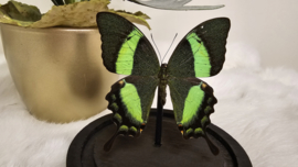 Vlinder Papilio Palinurus