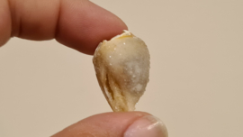Fossiele Quartz Schelp Medium No. 4